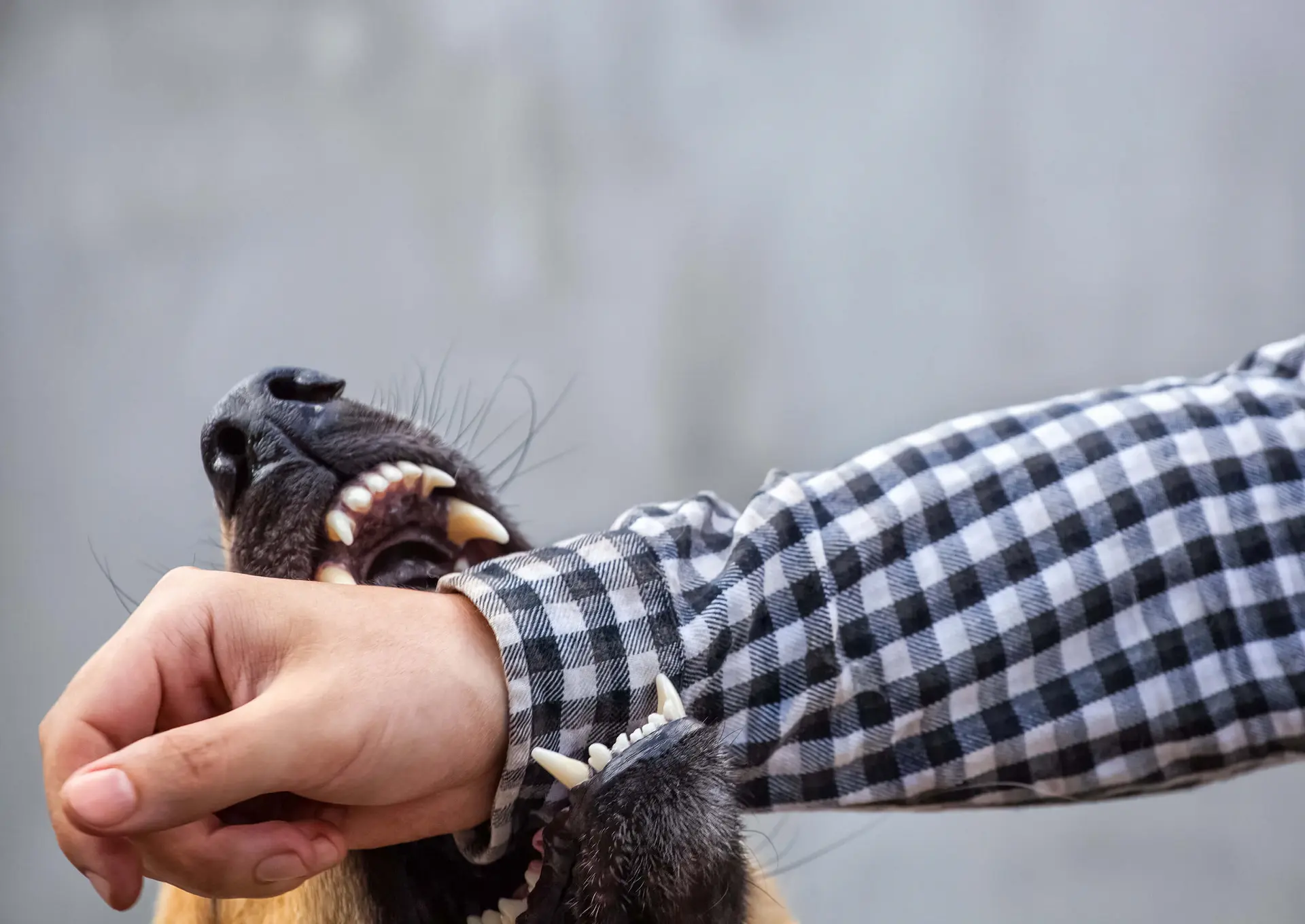 A dog is biting a man's wrist. The man is wearing a long sleeve flannel shirt.