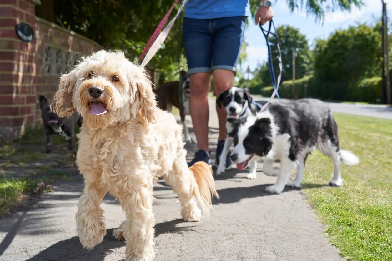 a dog walker walks multiple dogs down a residential street on a sunny day