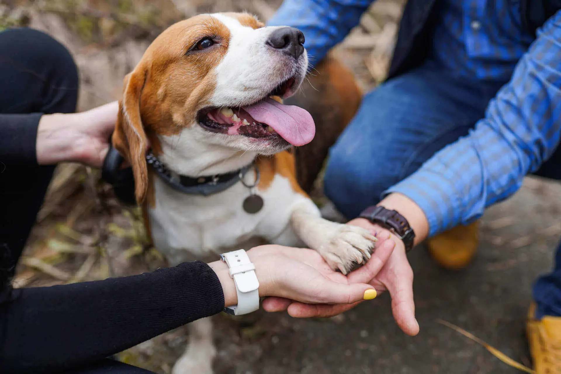 Happy beagle dog has his paw in his owner's hands. The owners are petting the happy beagle dog on his back with their other hands layered with the man's hand on the bottom, woman's hand in the middle, with the beagle's paw on top.