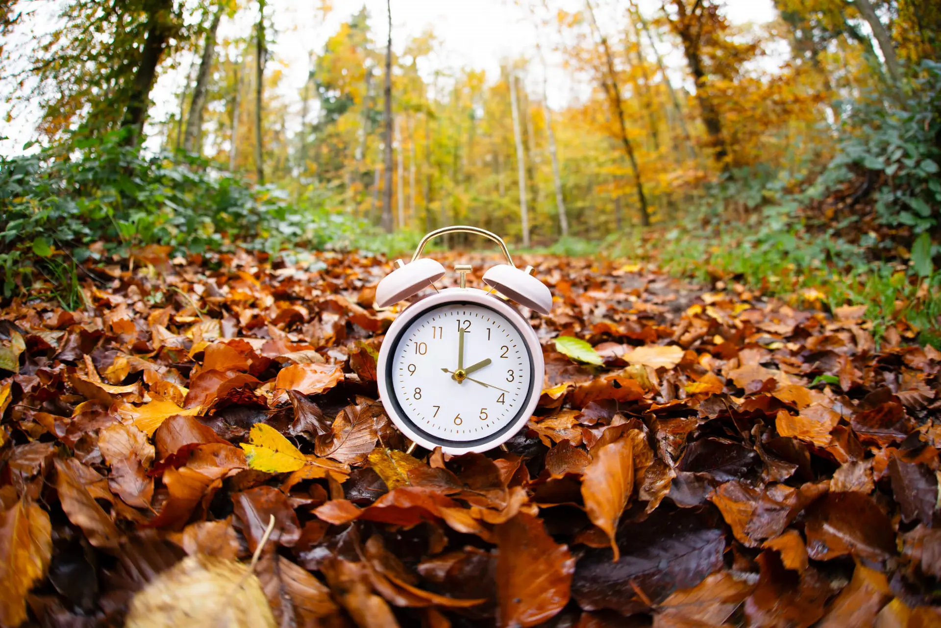 An alarm clock sits atop autumn foliage signaling the end of daylight saving time in fall An alarm clock sits atop autumn foliage signaling the end of daylight saving time in fall