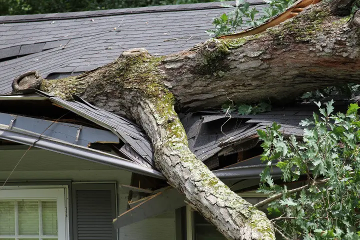 A large tree punctures the roof on a house