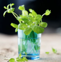 mint-coriander.png