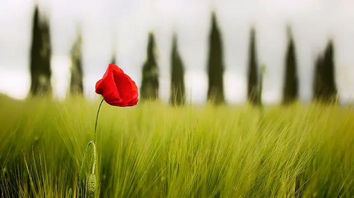 Poppy in field