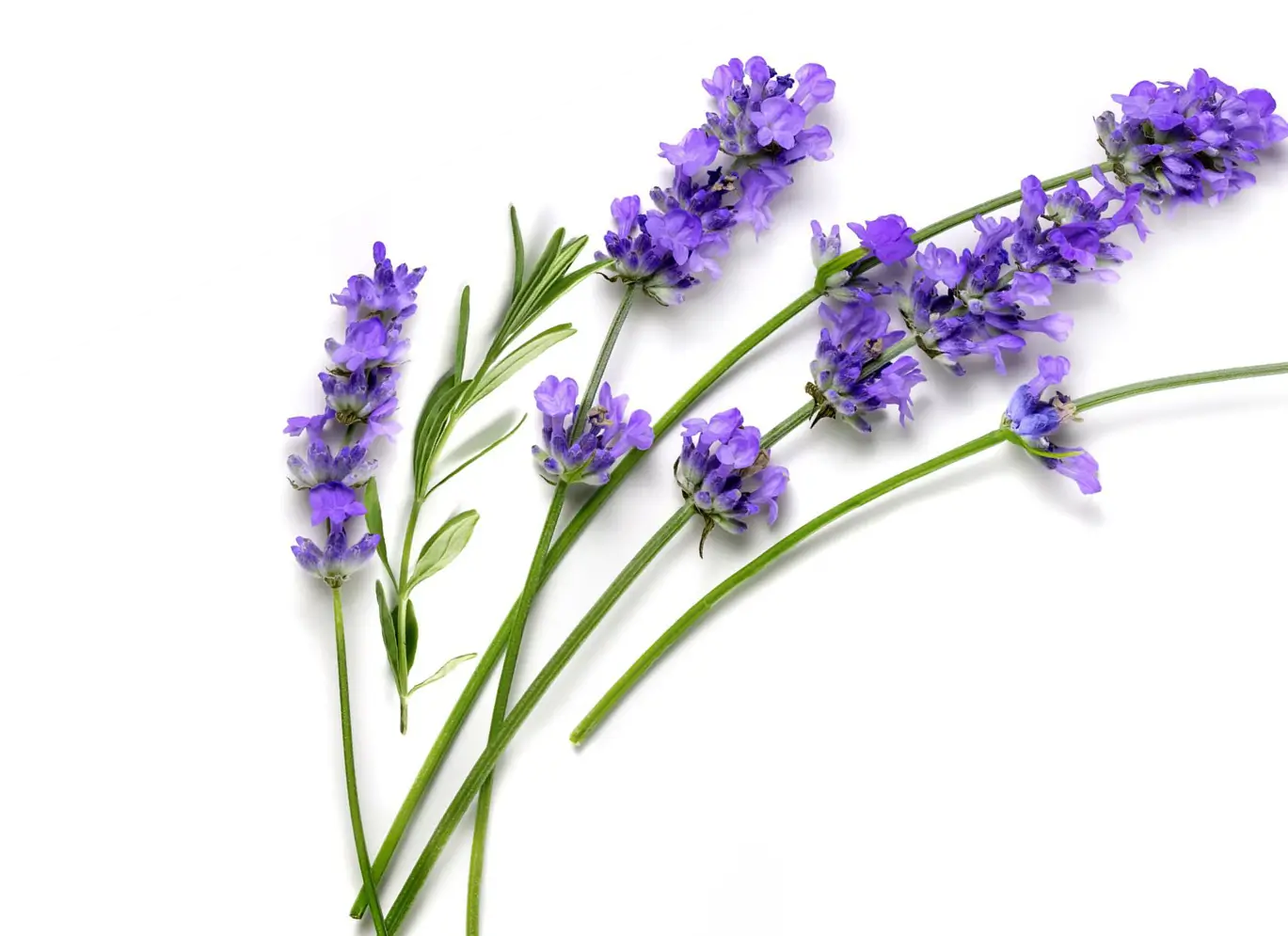 Lavender Flowers