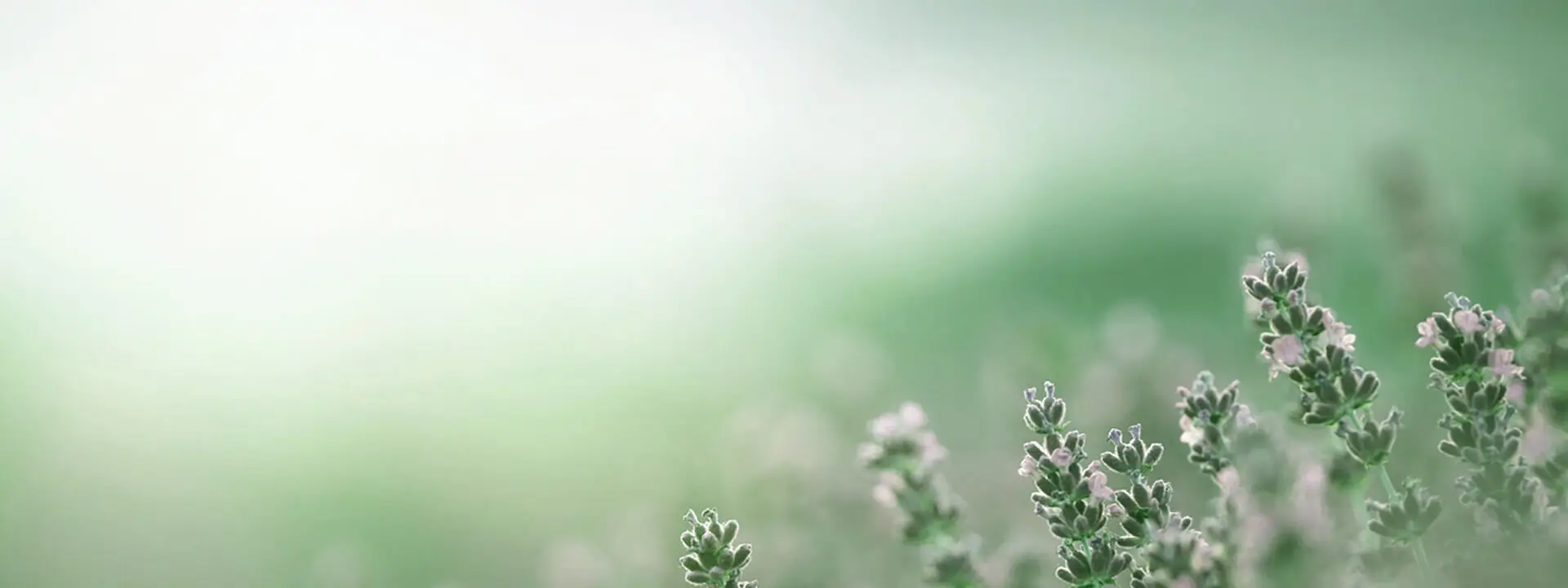 Wild Lavender