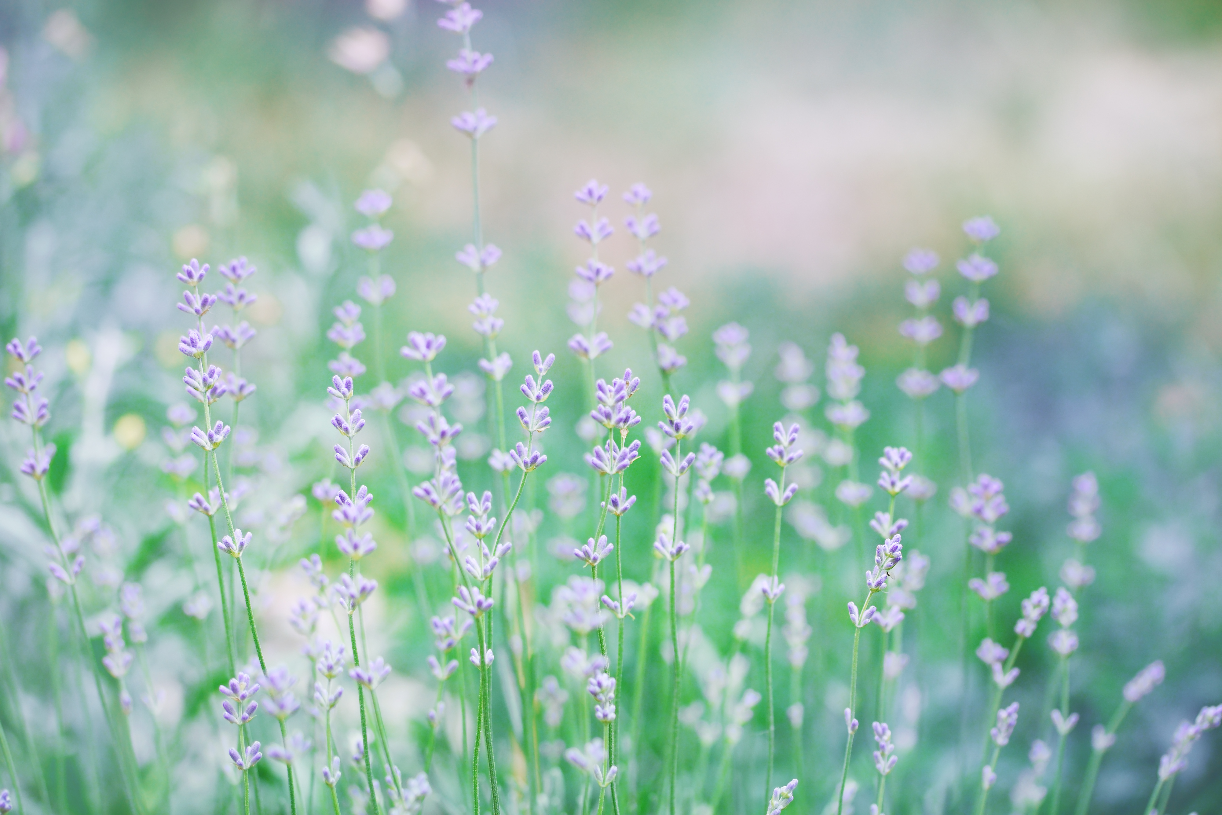 White wildflowers